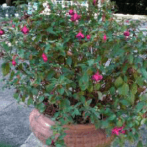 Fuchsia petites fleurs pot 10.5cm