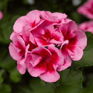 Géranium droit fleurs doubles blanc oeil rose pot 12cm