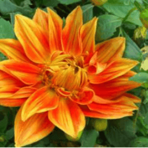 Dahlia orange - Hauteur 45 cm  pot 12cm