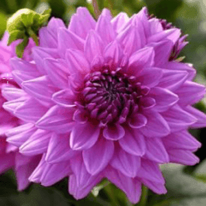 Dahlia violet - Hauteur 45 cm  pot 12cm