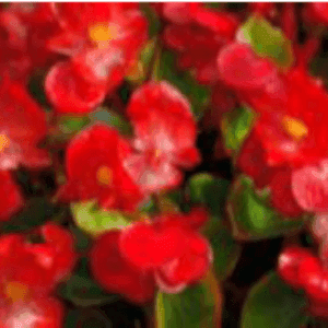 Begonia rouge pot 8x8x7cm