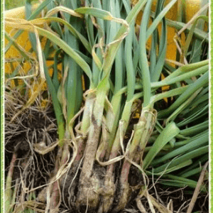 Aillet (botte 100g)