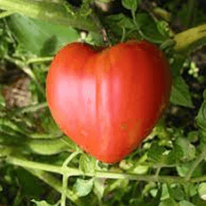 Bardérou plant tomate Coeur de Boeuf