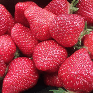 Fraise Manon (= Clery) barquette 500 gr