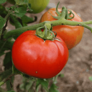 Plant de Tomate Saint Pierre