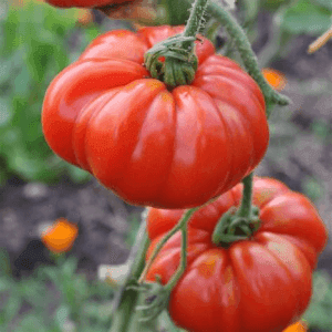 Plant de Tomate Marmande