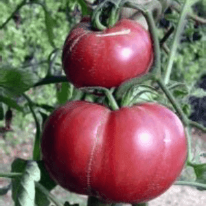 Plant de Tomate Gregory Altaï