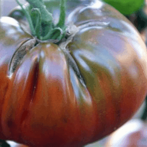 Plant de Tomate Noire Russe