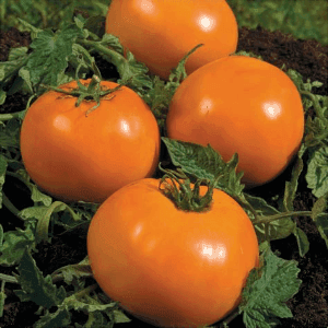 Plant de Tomate Orange Queen