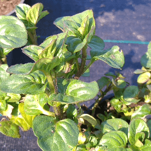 Menthe à feuille ronde "eau de Cologne"