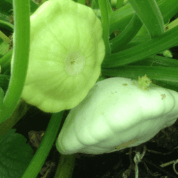 Jardin de la Bethune #2