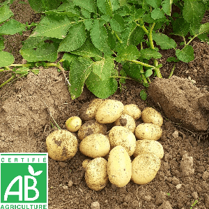 Pomme de terre grenailles "lutines"