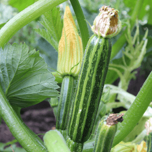 Courgette