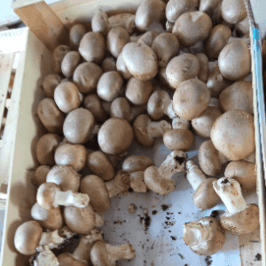 champignon