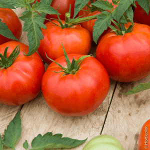Tomate St Pierre