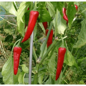 Plant de Piments de cayenne