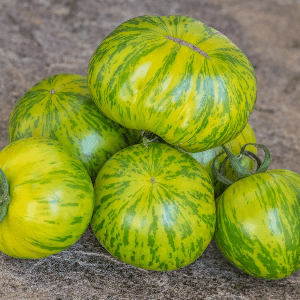 Tomate Green zebra