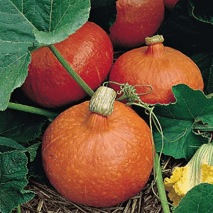 Courge Potimarron Red Kuri