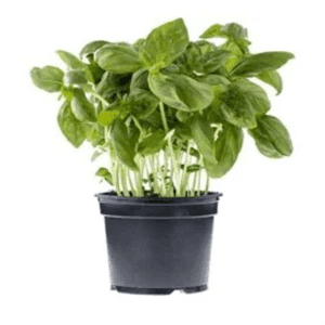 plant de basilic petite feuille