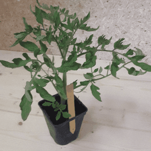 plant tomate