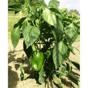 Plant Poivron doux