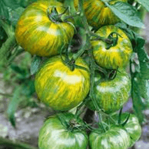 Plant Tomate - Green Zebra