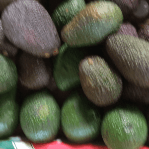 avocats (Pérou)