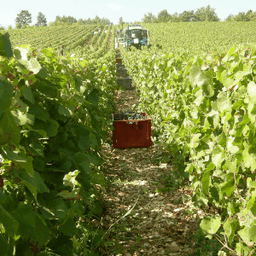 ChampagneS GOUSSARD -SARL DU VAL DE SARCE #2