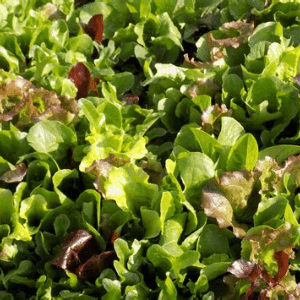 Mélange jeunes salades colorées