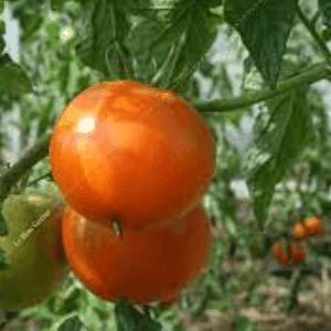 Bardérou plant tomate Caro Rich