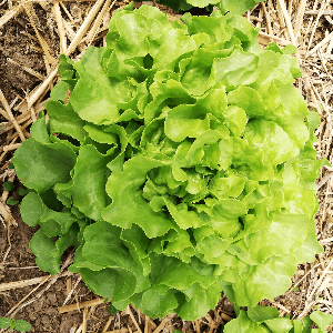 Feuille de chêne blonde