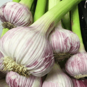 Aïl Violet Primeur bouquet