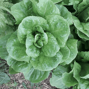 laitue romaine