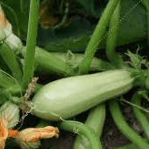 Bardérou plant Courgette verte claire "Blanche de Virginie"