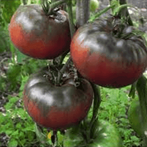 Plant tomate Black from Tula