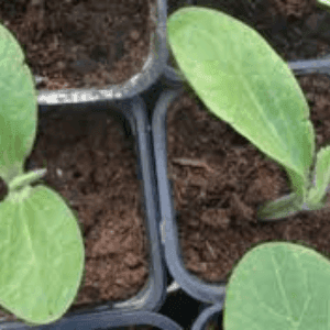 Plant courgette verte