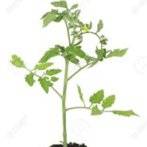 Plant tomate