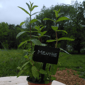 Plant de menthe