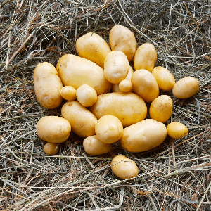 Pommes de terre nouvelles Delikatess