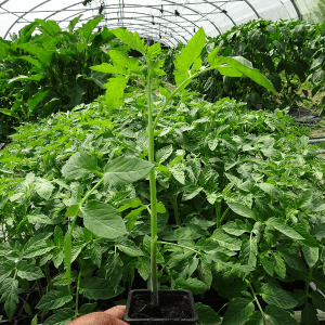 plant de tomate "cœur de bœuf"