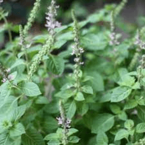 Plant Basilic Sacré "Tulsi"