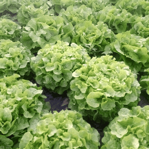 Salade