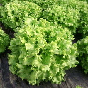 Salade