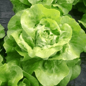 Salade