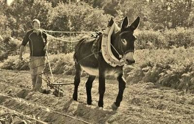 La ferme de la terre native