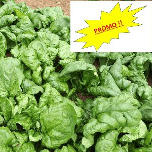 Epinards