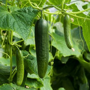 Plant de concombre Akito