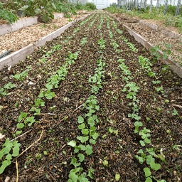 Le jardin de l'Arguenon #4