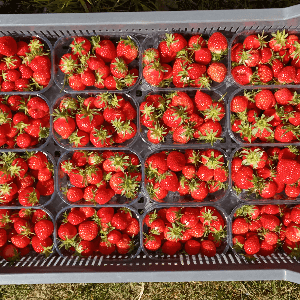 Fraise