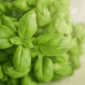 Plant Basilic vert